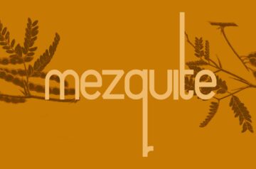 Mezquite